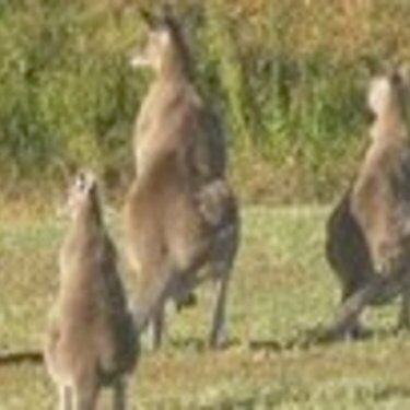more roo&#039;s