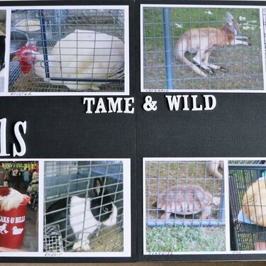 animals tame and wild