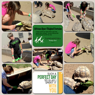 Feeding the Tortoises