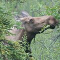 Munching Moose