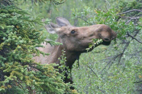Munching Moose