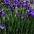 Irises