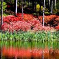 Spring azaleas at Callaway Gardens