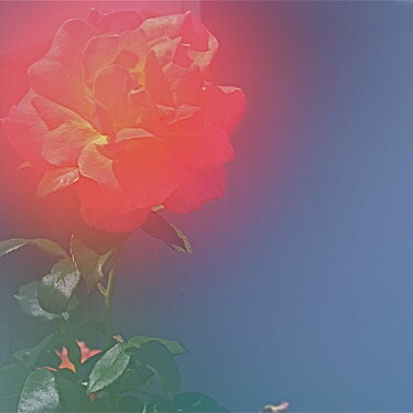 Otherworldly Orange Rose
