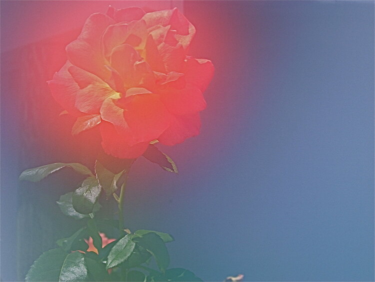 Otherworldly Orange Rose