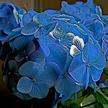 Lovely Blue Hydrangea