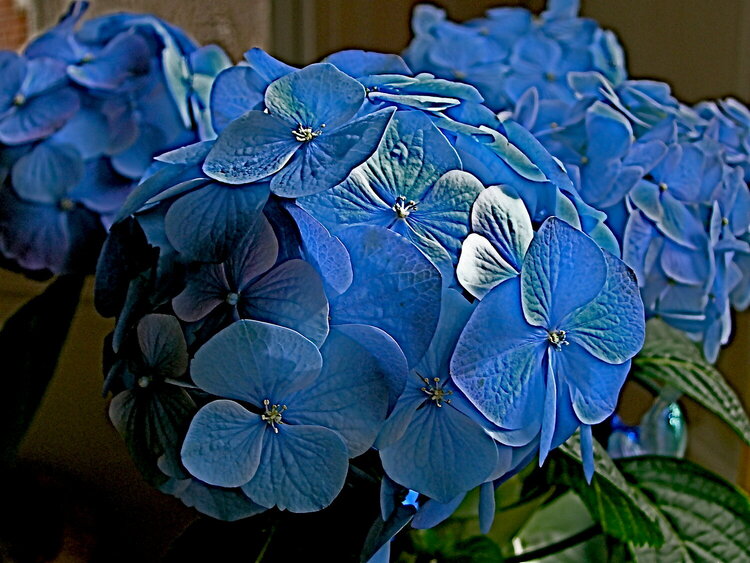 Lovely Blue Hydrangea