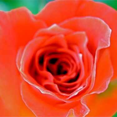 Orange Shore Rose