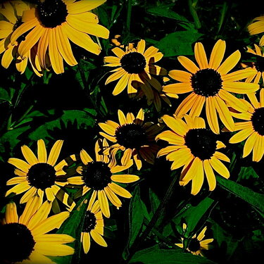 Black Eyed Susans