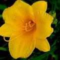 Brilliant Yellow Lily