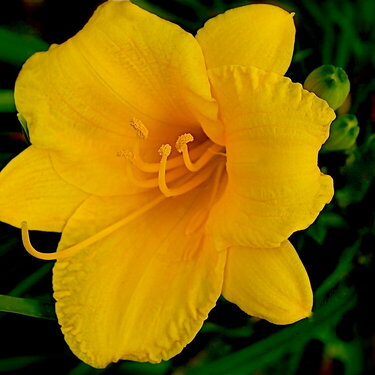 Brilliant Yellow Lily