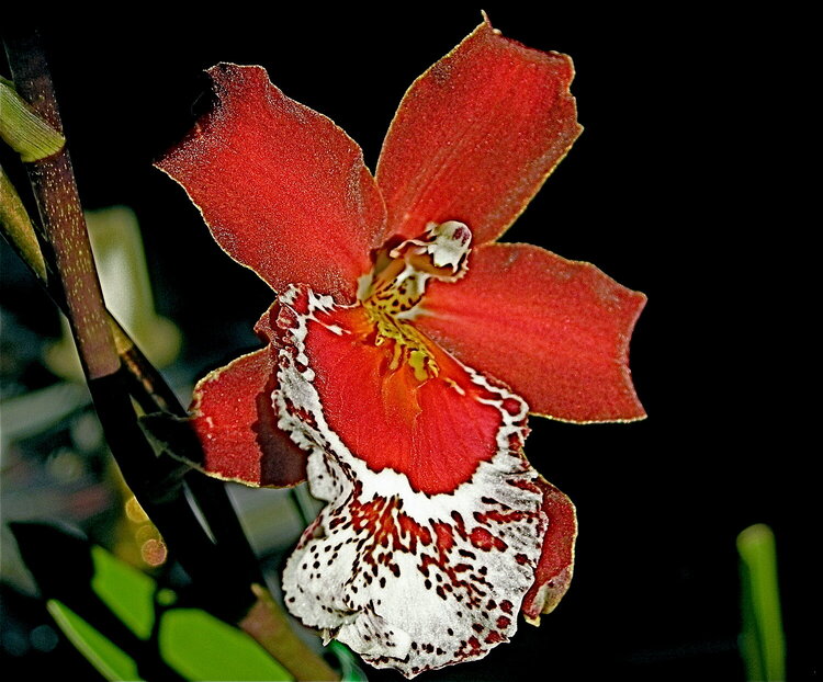 Magnificent Orchid