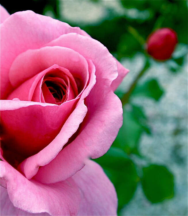 Beautiful Aloha Rose with a Red Rose in Background