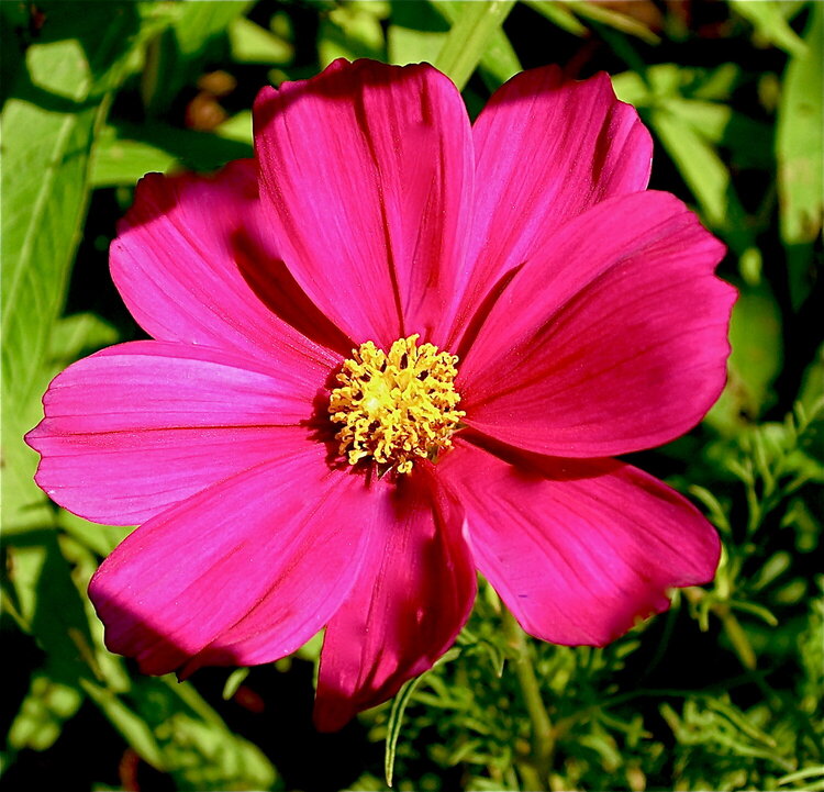 Bright Pink Cosmos