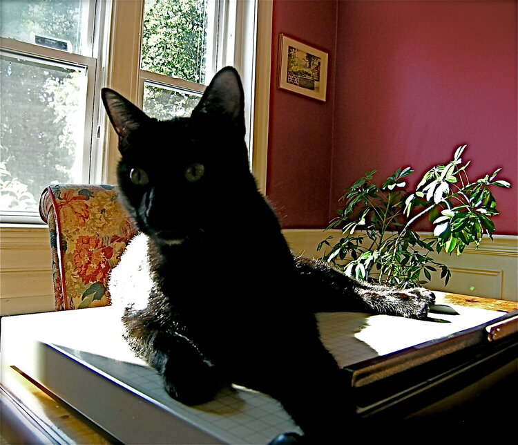 Stella Enjoying the Sun on the Paper Cutter