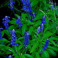 Blue Salvia