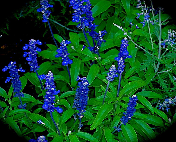 Blue Salvia