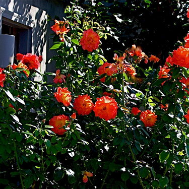 Orange Rose Buse