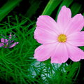 Neon Pink Cosmos