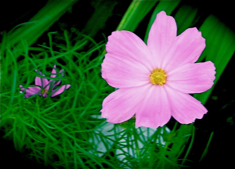 Neon Pink Cosmos