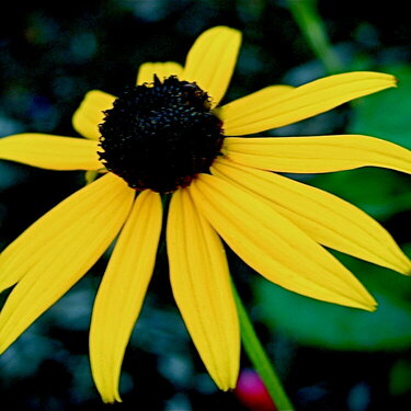 Single Black Eyed Susan