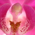 Amazing Intricacies of An Orchid