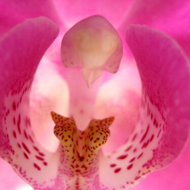 Amazing Intricacies of An Orchid