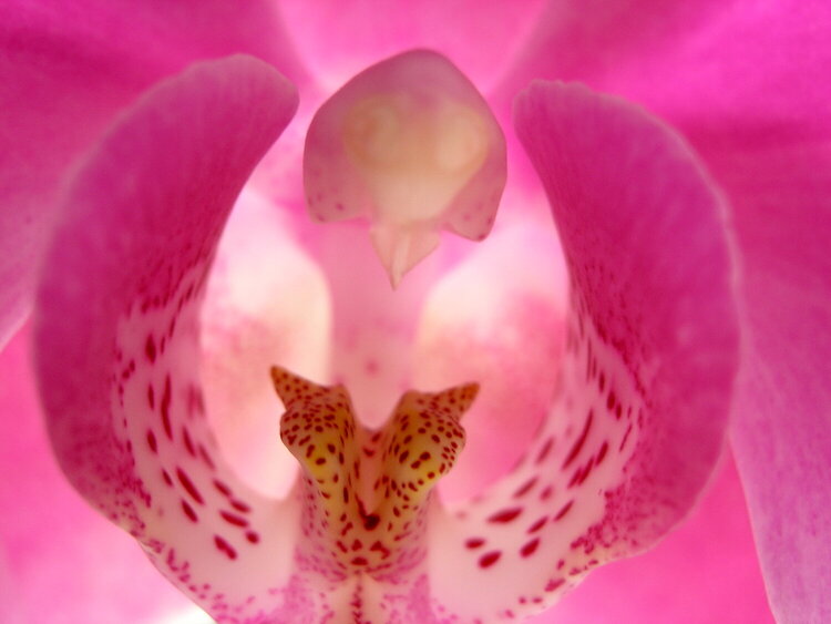 Amazing Intricacies of An Orchid