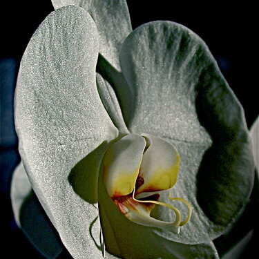 A Magnificent Regal Orchid