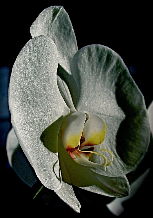 A Magnificent Regal Orchid