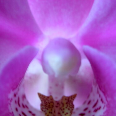 Fuschia Orchid