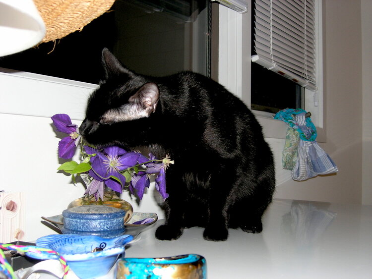Sweet Stella Smelling the Flowers
