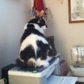 Does this printer make my butt look big??