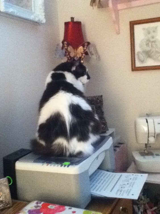 Does this printer make my butt look big??