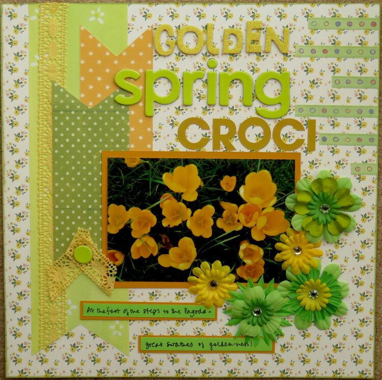 Golden spring croci