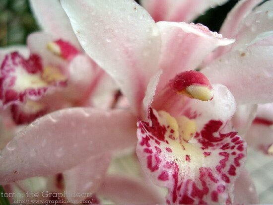 Macro::: Orchid (Cymbidium 2)