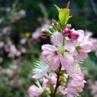 Macro ::: Prunus-japonica-Thunb 1