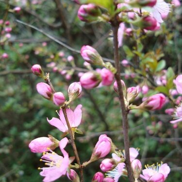 Macro ::: Prunus-japonica-Thunb 2