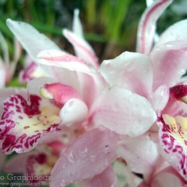 Macro::: Orchid (Cymbidium 1)