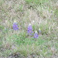 4-2 PAD first signs of spring in Texas