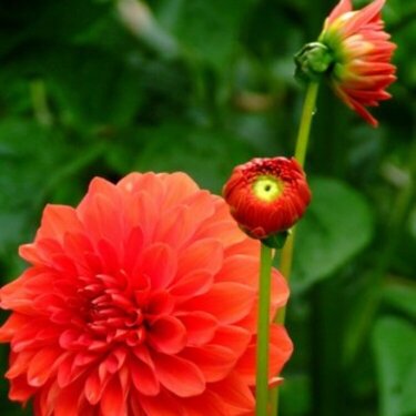 Orange Flowers