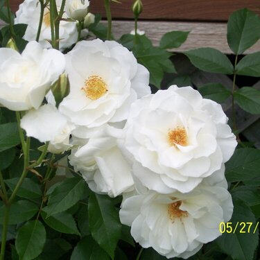 Cluster of White Roses