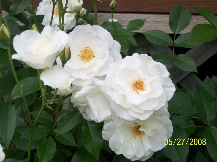 Cluster of White Roses