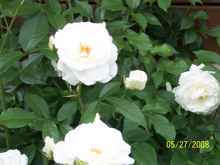 White Climbing Roses