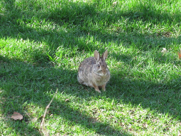 wild rabbit at our backyard lol..