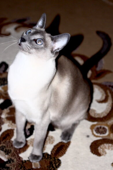 May 6 - My Siamese Cat