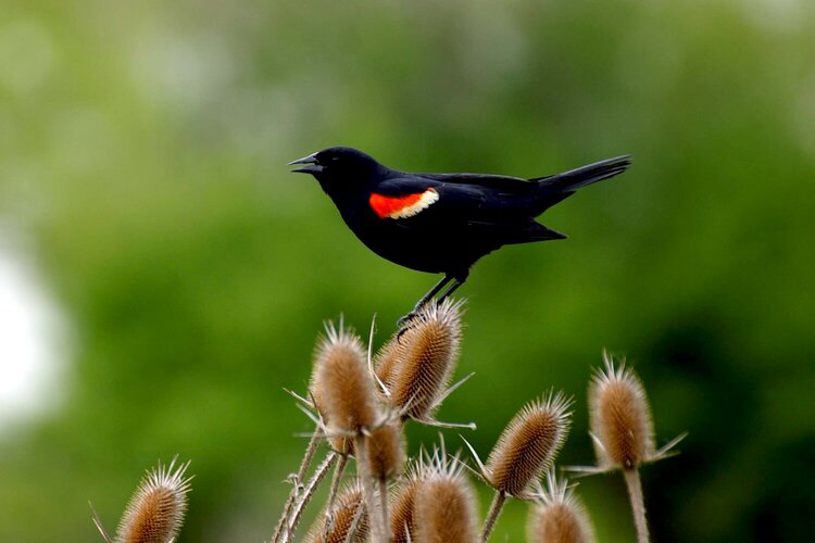 Red winged black bird