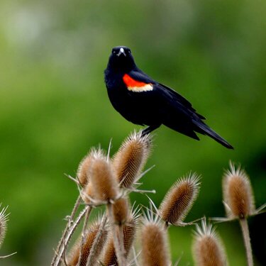 Red Winged Black Bird