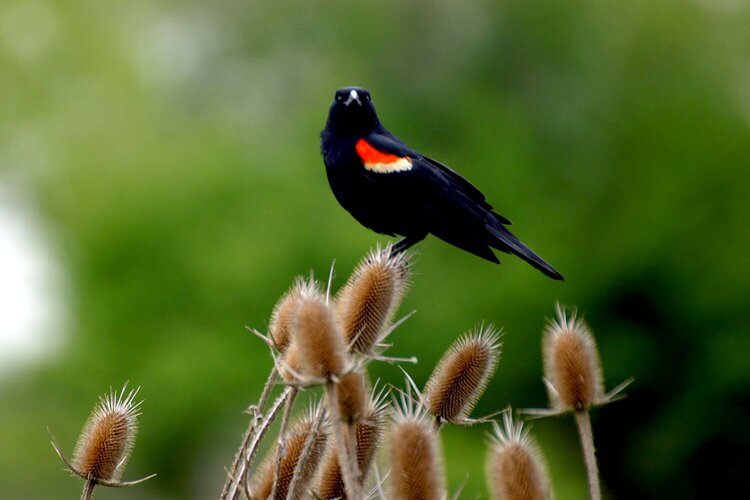 Red Winged Black Bird