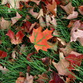 Photo Hunt-Fallen Leaves